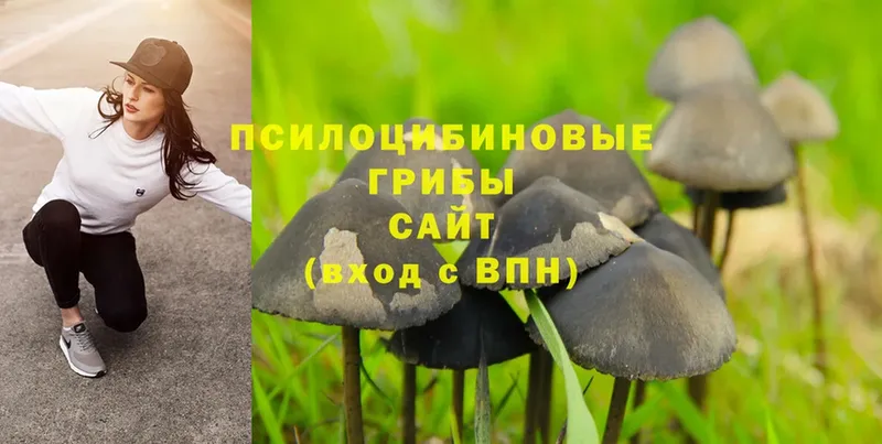 Галлюциногенные грибы Psilocybe  продажа наркотиков  Буйнакск 